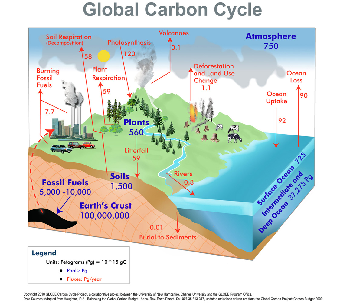 Global Carbon Cycle  AIRS Throughout Carbon Cycle Diagram Worksheet