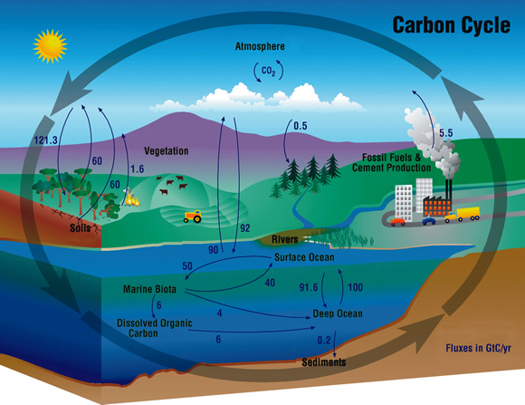 identify two differences between carbon 12 and carbon 14